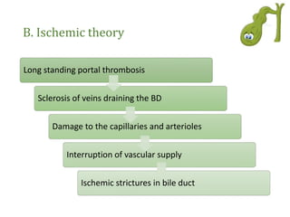 B. Ischemic theory
Long standing portal thrombosis
Sclerosis of veins draining the BD
Damage to the capillaries and arterioles
Interruption of vascular supply
Ischemic strictures in bile duct
 