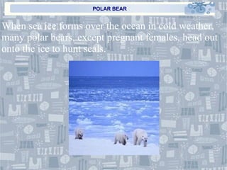 POLAR BEAR When sea ice forms over the ocean in cold weather, many polar bears, except pregnant females, head out onto the ice to hunt seals. 