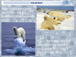 POLAR BEAR Polar bears have been spotted on sea ice hundreds of miles from shore. When the warm weather causes the sea ice to melt, polar bears move back toward shore. 