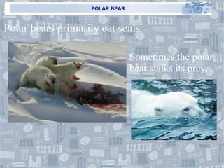 POLAR BEAR Polar bears primarily eat seals. Sometimes the polar bear stalks its prey. 
