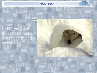 POLAR BEAR In fall pregnant polar bears make dens in earth and snowbanks 