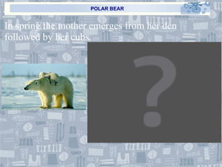 POLAR BEAR In spring the mother emerges from her den followed by her cubs. 