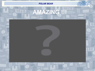 POLAR BEAR AMAZING !!! 