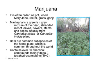 Marijuana
• It is often called as pot, weed,
Mary Jane, reefer, grass, ganja
• Marijuana is a greenish grey
mixture of the dried, shredded
mix of leaves, flowers, stems,
and seeds, usually from
Cannabis sativa or Cannabis
indicia plant
• Both are common subspecies of
the hemp plant, which is
common throughout the world
• Contains over 60 chemical
compounds mainly delta 9‐ ‐
tetrahydrocannabinol(THC)
• (SOURCE:1,2)
 