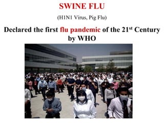 SWINE FLU
                 (H1N1 Virus, Pig Flu)

Declared the first flu pandemic of the 21st Century
                      by WHO
 