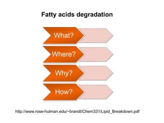 What?
Where?
Why?
How?
http://www.rose-hulman.edu/~brandt/Chem331/Lipid_Breakdown.pdf
Fatty acids degradation
 