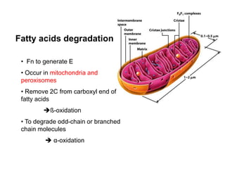 • Fn to generate E
• Occur in mitochondria and
peroxisomes
• Remove 2C from carboxyl end of
fatty acids
ß-oxidation
• To degrade odd-chain or branched
chain molecules
 α-oxidation
Fatty acids degradation
 