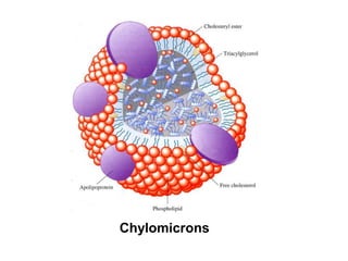 Chylomicrons
 