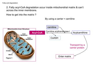 2. Fatty acyl-CoA degradation occur inside mitochondrial matrix & can’t
across the inner membrane.
How to get into the matrix ?
By using a carrier = carnitine
Acylcarnithine
carnitine
CoASH
Carnitine acyltransferase I
Enter matrix
Transport by a
carrier protein
Acyl-CoA
Fatty acid degradation
 