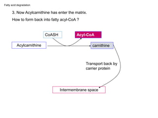 3. Now Acylcarnithine has enter the matrix.
How to form back into fatty acyl-CoA ?
Acylcarnithine carnithine
CoASH Acyl-CoA
Intermembrane space
Transport back by
carrier protein
Fatty acid degradation
 