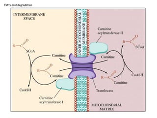 Fatty acid degradation
 