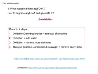 β-oxidation
Occur in 4 steps
1. Oxidation/Dehydrogenation = removal of electrons
2. Hydration = add water
3. Oxidation = remove more electrons
4. Thiolysis (Carbon-Carbon bond cleavage) = remove acetyl-CoA
4. What happen to fatty acyl-CoA ?
How to degrade acyl CoA and generate E?
Fatty acid degradation
Animation: http://www.uwsp.edu/chemistry/tzamis/boxanim.gif
http://medstat.med.utah.edu/kw/biochem_animations/betaox.html
 