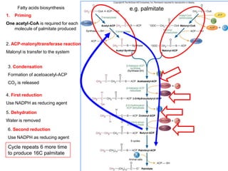 Fatty acids biosynthesis e.g. palmitate
1. Priming
One acetyl-CoA is required for each
molecule of palmitate produced
2. ACP-malonyltransferase reaction
Malonyl is transfer to the system
3. Condensation
Formation of acetoacetyl-ACP
CO2 is released
4. First reduction
Use NADPH as reducing agent
5. Dehydration
Water is removed
6. Second reduction
Use NADPH as reducing agent
Cycle repeats 6 more time
to produce 16C palmitate
 