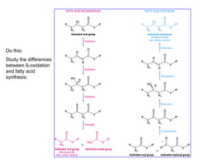 Do this:
Study the differences
between ß-oxidation
and fatty acid
synthesis.
 