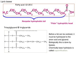 Nonpolar hydrophobic tail
CH3
CH2
CH2
CH2
CH2
CH2
CH2
CH2
CH2
CH2
CH2
C
O
O
“Polar” hydrophilic head
Fatty acid :12-20 C
Triacylglycerol @ triglyceride
Before a fat can be oxidized, it
must be hydrolyzed to the
anion acid and glycerol.
Biologically this is done by
lipases.
Chemically base hydrolysis is
called saponification.
Lipid classes
H
 