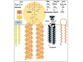 LIPID 2014 for PBCM