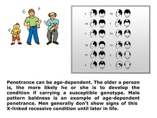 Expressivity Genetics Examples Genetics Lecture: Lethal Genes, Pleiotropy, Penetrance, Expressivity ...