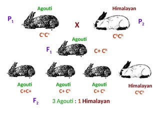 Genetics Lecture: Lethal Genes, Pleiotropy, Penetrance, Expressivity ...
