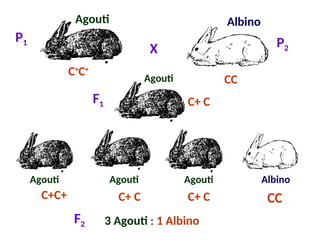 Genetics Lecture: Lethal Genes, Pleiotropy, Penetrance, Expressivity ...