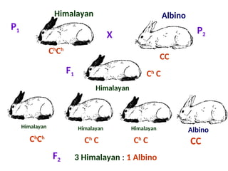 Genetics Lecture: Lethal Genes, Pleiotropy, Penetrance, Expressivity ...