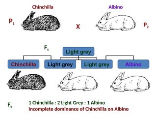 Genetics Lecture: Lethal Genes, Pleiotropy, Penetrance, Expressivity ...