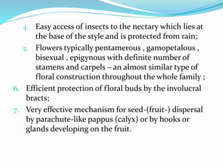 4. Easy access of insects to the nectary which lies at
the base of the style and is protected from rain;
5. Flowers typically pentamerous , gamopetalous ,
bisexual , epigynous with definite number of
stamens and carpels – an almost similar type of
floral construction throughout the whole family ;
6. Efficient protection of floral buds by the involucral
bracts;
7. Very effective mechanism for seed-(fruit-) dispersal
by parachute-like pappus (calyx) or by hooks or
glands developing on the fruit.
 