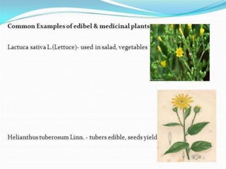 Asteraceae Family