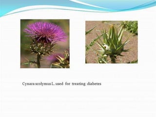 Asteraceae Family