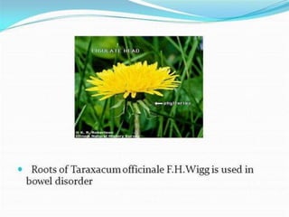 Asteraceae Family