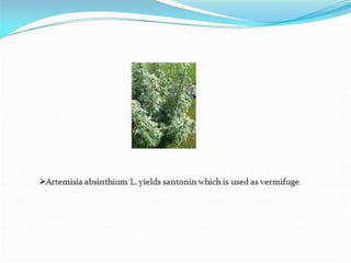Asteraceae Family