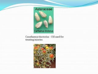 Asteraceae Family