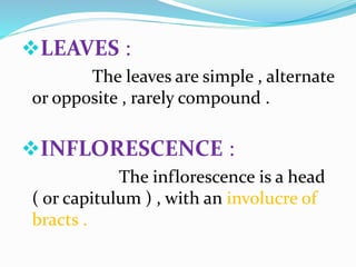 LEAVES :
The leaves are simple , alternate
or opposite , rarely compound .
INFLORESCENCE :
The inflorescence is a head
( or capitulum ) , with an involucre of
bracts .
 