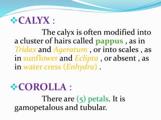 CALYX :
The calyx is often modified into
a cluster of hairs called pappus , as in
Tridax and Ageratum , or into scales , as
in sunflower and Eclipta , or absent , as
in water cress (Enhydra) .
COROLLA :
There are (5) petals. It is
gamopetalous and tubular.
 