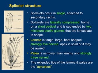 Spikelets Open In Rice PBG 101 - Rice - PPT 1 - Agri Junction.ppt