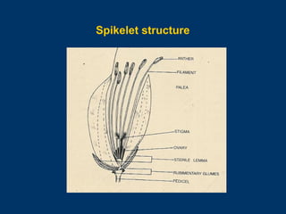 Spikelets In Rice Plants PBG 101 - Rice - PPT 1 - Agri Junction.ppt