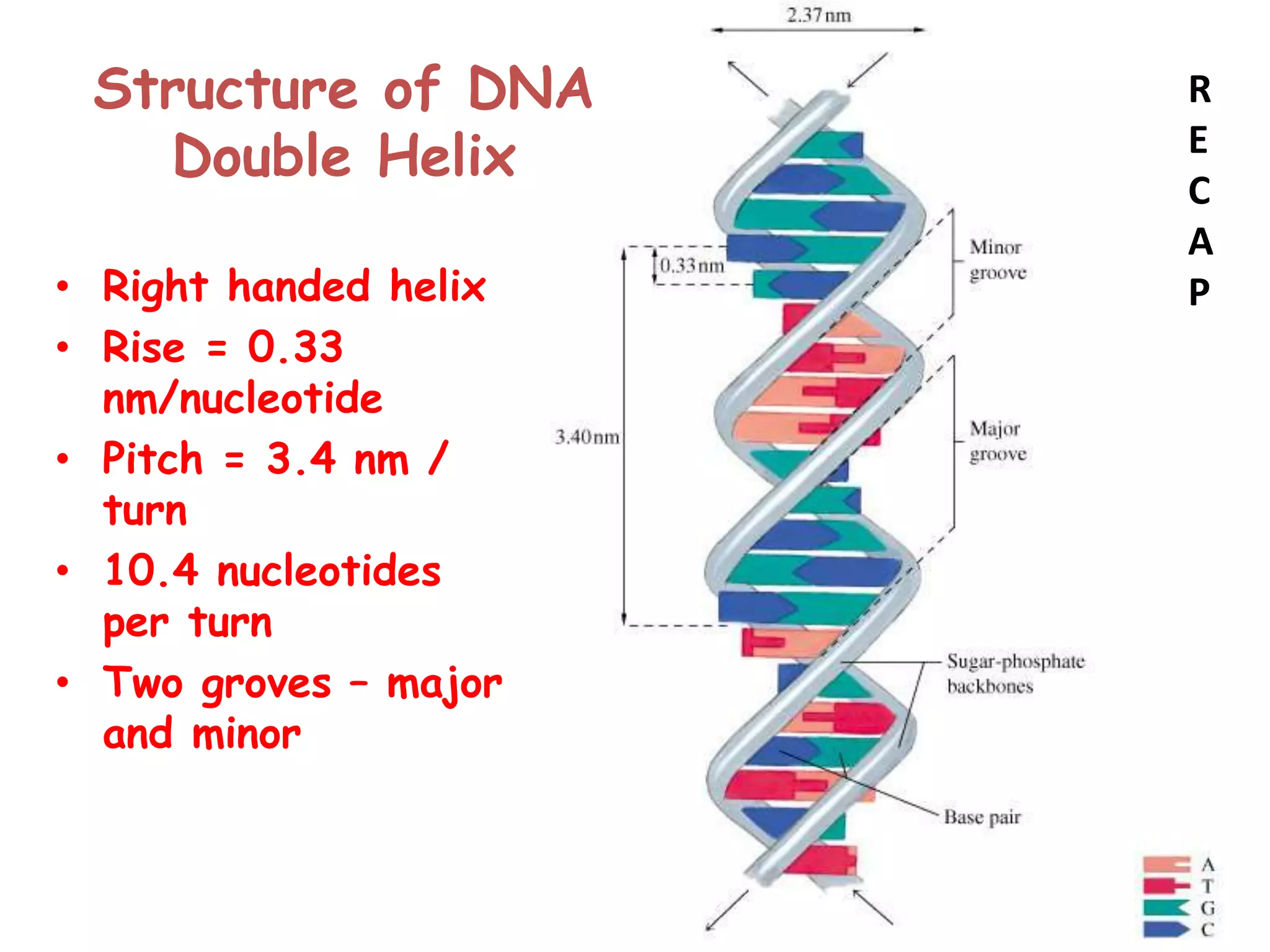 DNA structure double helix structure PPT