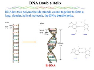 DNA Double Helix
DNA has two polynucleotide strands wound together to form a
long, slender, helical molecule, the DNA double helix.
B-DNA
 