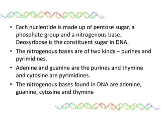 • Each nucleotide is made up of pentose sugar, a
phosphate group and a nitrogenous base.
Deoxyribose is the constituent sugar in DNA.
• The nitrogenous bases are of two kinds – purines and
pyrimidines.
• Adenine and guanine are the purines and thymine
and cytosine are pyrimidines.
• The nitrogenous bases found in DNA are adenine,
guanine, cytosine and thymine
 