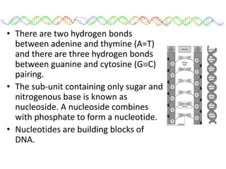 • There are two hydrogen bonds
between adenine and thymine (A=T)
and there are three hydrogen bonds
between guanine and cytosine (GC)
pairing.
• The sub-unit containing only sugar and
nitrogenous base is known as
nucleoside. A nucleoside combines
with phosphate to form a nucleotide.
• Nucleotides are building blocks of
DNA.
 