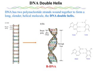 DNA Double Helix
DNA has two polynucleotide strands wound together to form a
long, slender, helical molecule, the DNA doub...