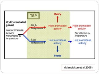 (Manolakou et al 2006)
 