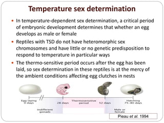 Temperature sex determination
 In temperature-dependent sex determination, a critical period
of embryonic development determines that whether an egg
develops as male or female
 Reptiles with TSD do not have heteromorphic sex
chromosomes and have little or no genetic predisposition to
respond to temperature in particular ways
 The thermo-sensitive period occurs after the egg has been
laid, so sex determination in these reptiles is at the mercy of
the ambient conditions affecting egg clutches in nests
Pieau et al. 1994
 
