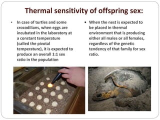 Thermal sensitivity of offspring sex:
• In case of turtles and some
crocodilians, when eggs are
incubated in the laboratory at
a constant temperature
(called the pivotal
temperature), it is expected to
produce an overall 1:1 sex
ratio in the population
 When the nest is expected to
be placed in thermal
environment that is producing
either all males or all females,
regardless of the genetic
tendency of that family for sex
ratio.
 