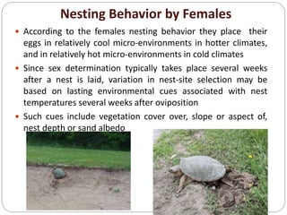 Nesting Behavior by Females
 According to the females nesting behavior they place their
eggs in relatively cool micro-environments in hotter climates,
and in relatively hot micro-environments in cold climates
 Since sex determination typically takes place several weeks
after a nest is laid, variation in nest-site selection may be
based on lasting environmental cues associated with nest
temperatures several weeks after oviposition
 Such cues include vegetation cover over, slope or aspect of,
nest depth or sand albedo
 