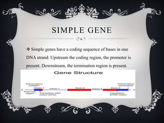 Simple Genes Changes Modern Concept of Gene | PPTX
