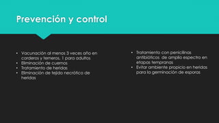 Prevención y control
• Vacunación al menos 3 veces año en
corderos y terneros, 1 para adultos
• Eliminación de cuernos
• Tratamiento de heridas
• Eliminación de tejido necrótico de
heridas
• Tratamiento con penicilinas
antibióticos de amplio espectro en
etapas tempranas
• Evitar ambiente propicio en heridas
para la germinación de esporas
 