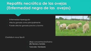 Hepatitis necrótica de las ovejas
(Enfermedad negra de las ovejas)
� Enfermedad hiperaguda
� Afecta ganado ovino principalmente
� Puede afectar ganada porcino y bovino
Clostridium novyi tipo B
� (Baja concentración)Toxina
alfa🡪 Necrosis y hemolisis
� Toxina beta 🡪 Hemolisante
 
