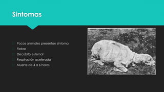Sintomas
� Pocos animales presentan síntoma
� Fiebre
� Decúbito esternal
� Respiración acelerada
� Muerte de 4 a 6 horas
 