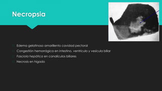 Necropsia
� Edema gelatinoso amarillento cavidad pectoral
� Congestión hemorrágica en intestino, ventrículo y vesícula biliar
� Fasciola hepática en canalículos biliares
� Necrosis en higado
 
