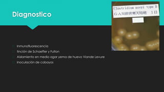 Diagnostico
� Inmunofluorescencia
� tinción de Schaeffer y Fulton
� Aislamiento en medio agar yema de huevo Viande Levure
� Inoculación de cobayos
 